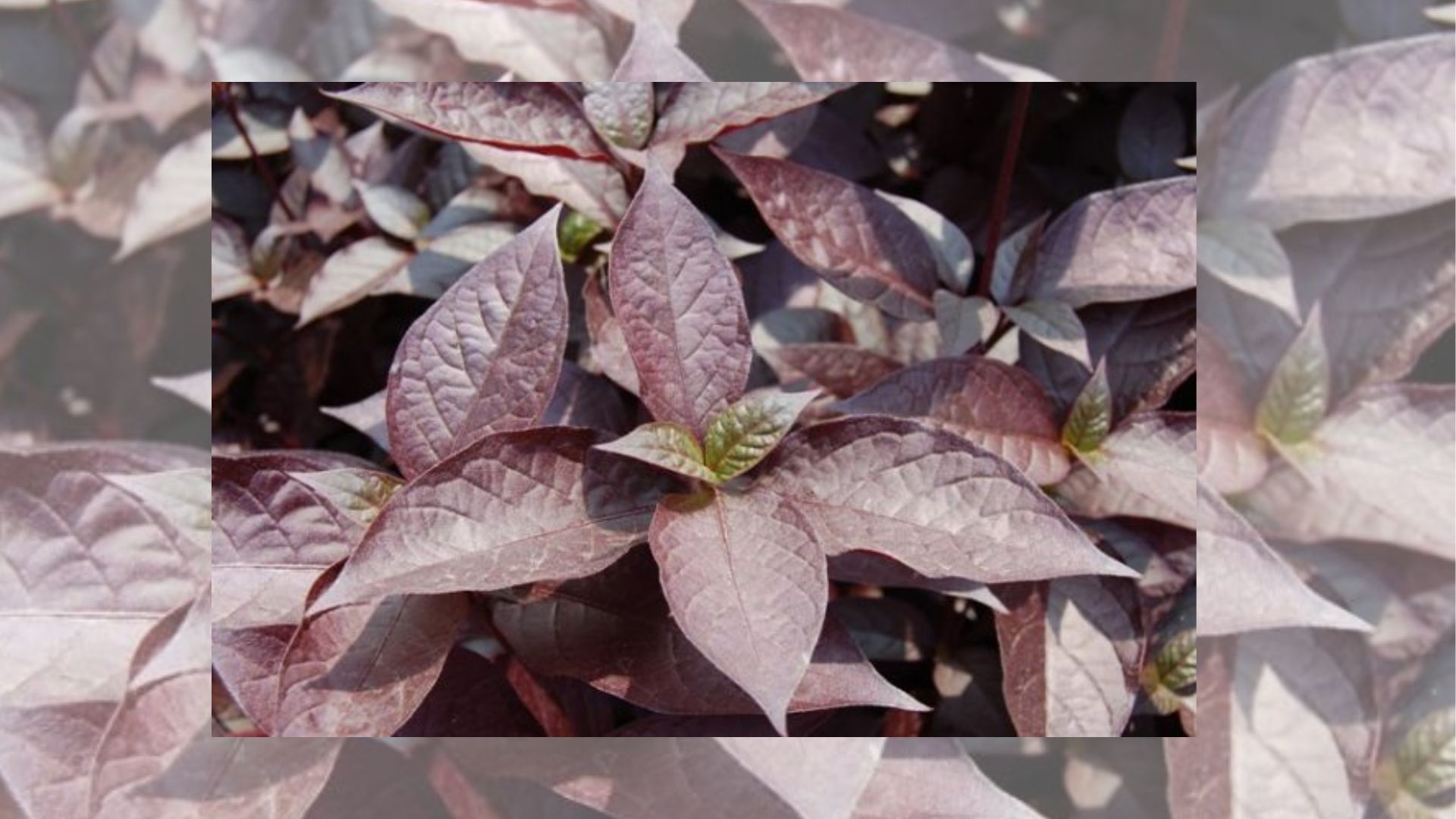 Cách trồng và cách chăm sóc cây Mắt Nai